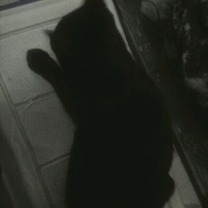 Meet your Posher, Bud